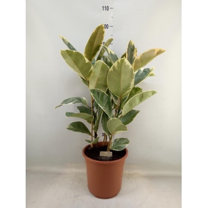 Ficus elastica 'Tineke'