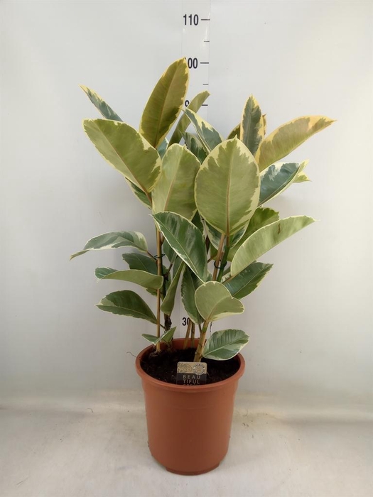 <h4>Ficus elastica 'Tineke'</h4>