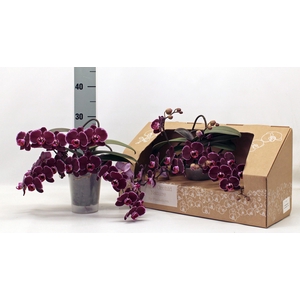 PHAL GEM