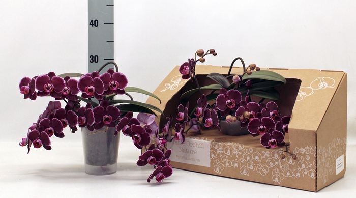 <h4>PHAL GEM</h4>