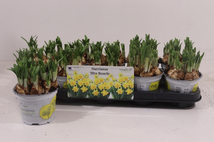 <h4>NARC D TETE BOUCLE</h4>