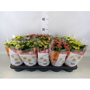 Kalanchoe blos. 'RoyalDon'   ..mix