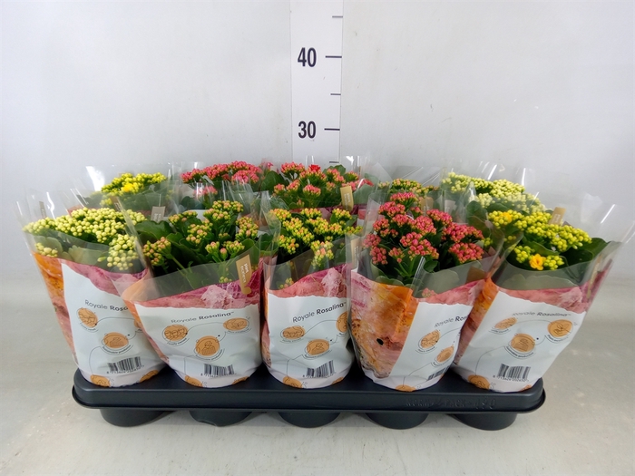 <h4>Kalanchoe blos. 'RoyalDon'   ..mix</h4>