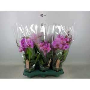 Phalaenopsis  'Spirit Pink'