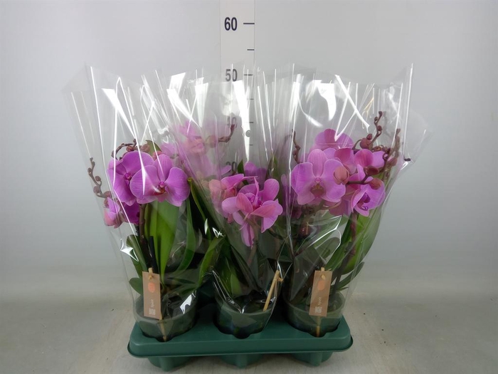 <h4>Phalaenopsis  'Spirit Pink'</h4>