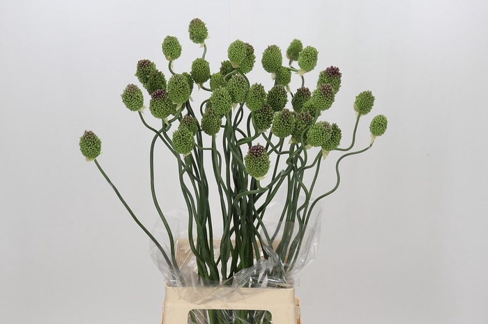 <h4>Allium Green Berry</h4>