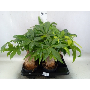 Pachira aquatica