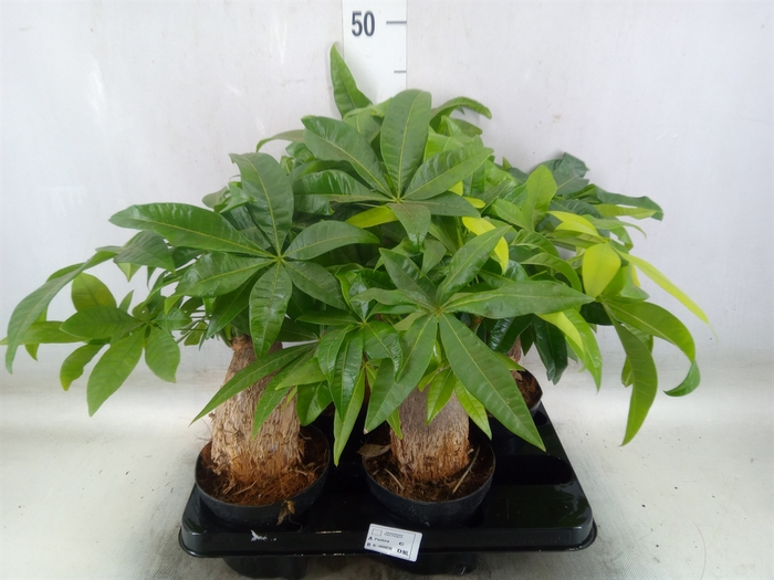 <h4>Pachira aquatica</h4>
