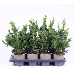 Chamaecyparis obtusa