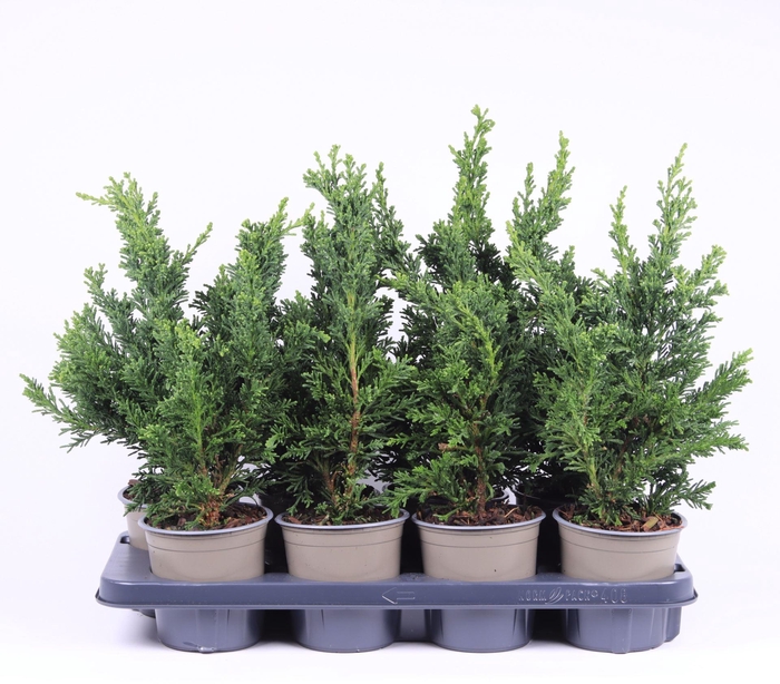 <h4>Chamaecyparis obtusa</h4>
