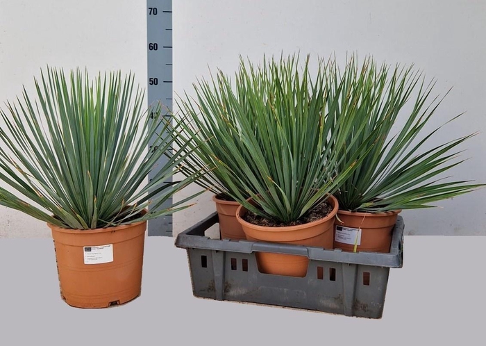 <h4>YUC ROSTRATA</h4>