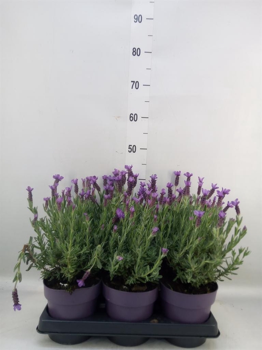 <h4>Lavandula stoec. 'Anouk'</h4>