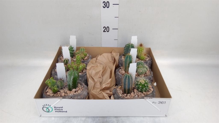 <h4>Cactus   ...</h4>