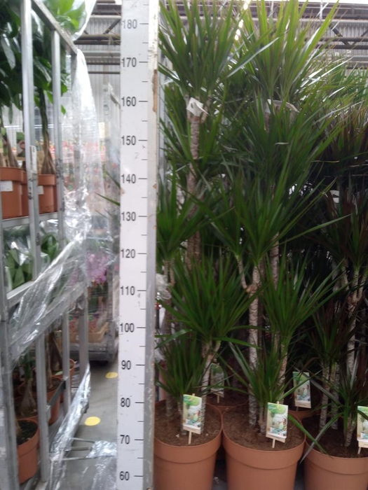 <h4>Dracaena marg.</h4>