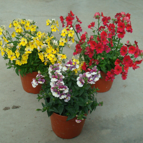 <h4>Nemesia overig</h4>