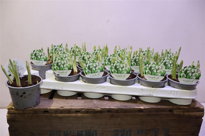 <h4>arr8 Galanthus Hippolyta</h4>