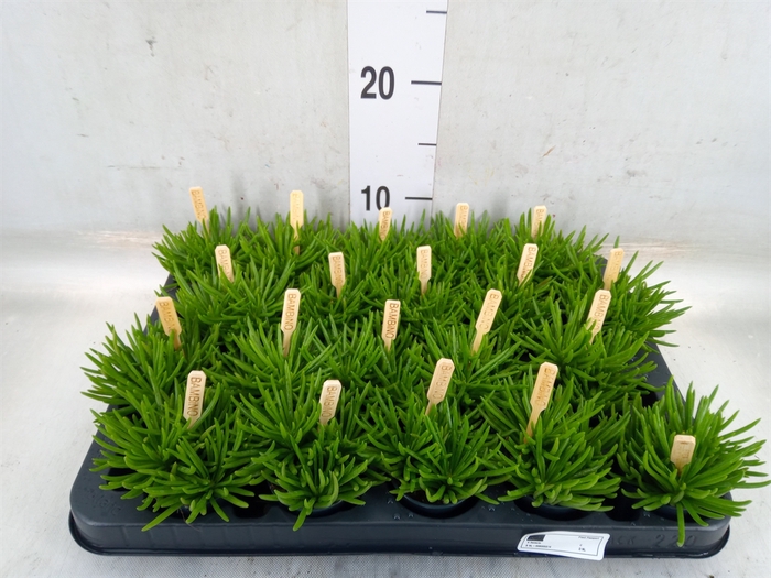 <h4>Senecio archeri 'Himalaya'</h4>