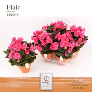 Begonia Adonia P14 Dolc'Amore® In Terracotta Keramiek