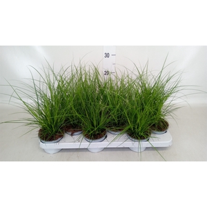 Carex brunnea