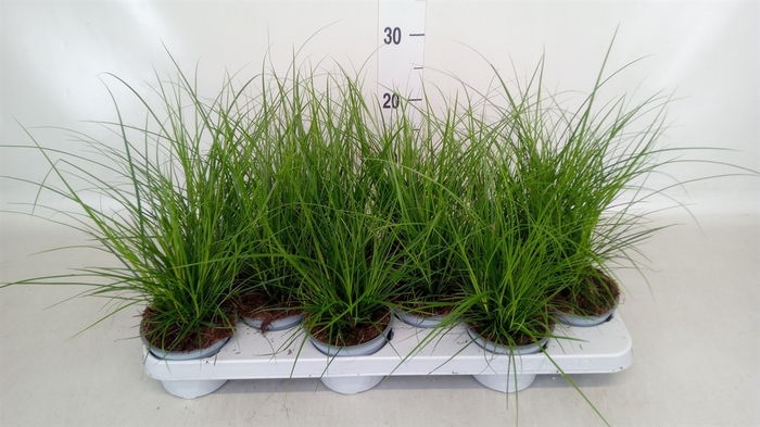 <h4>Carex brunnea</h4>