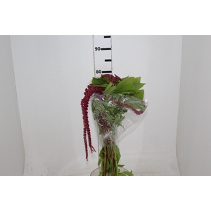 AMARANTHUS VINHO