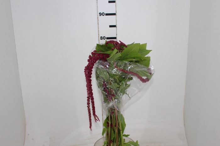 <h4>AMARANTHUS VINHO</h4>