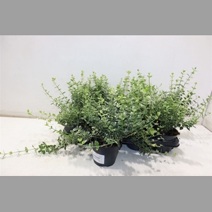 Euonymus F Em Gaiety