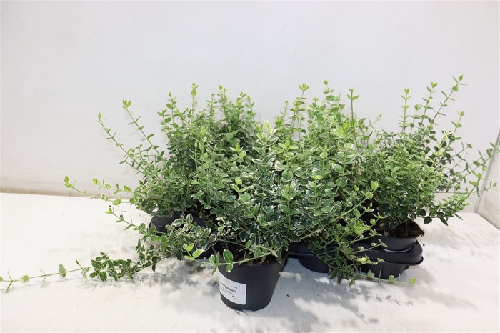 <h4>Euonymus F Em Gaiety</h4>