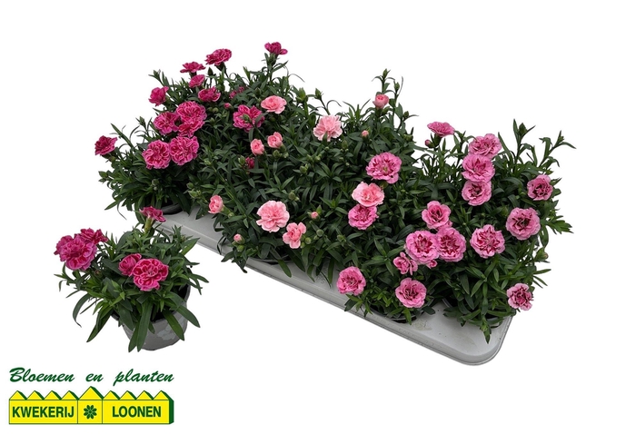 <h4>DIAN OSC GEM</h4>