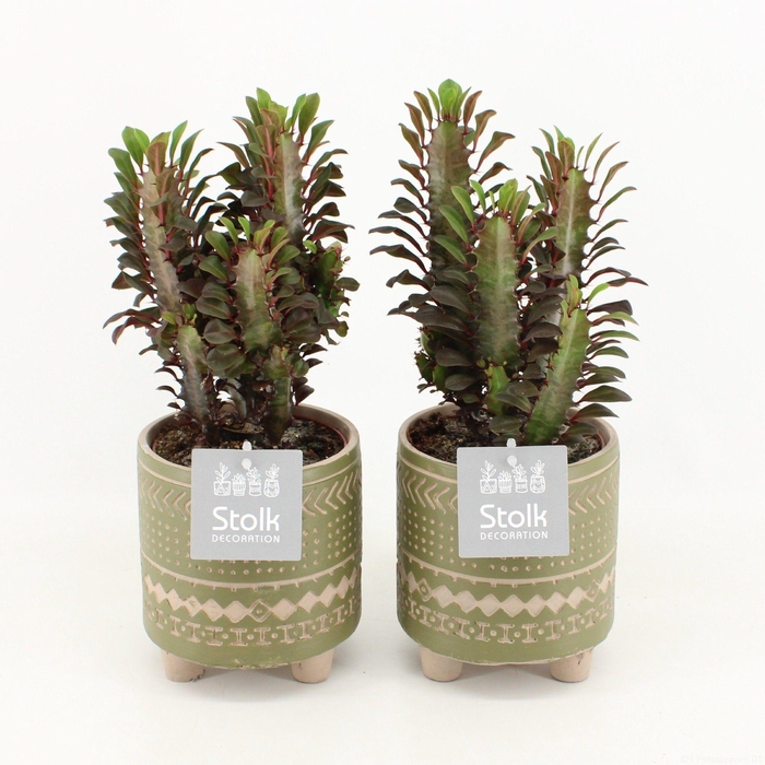 <h4>Euphorbia Trigona in Maya Green pot</h4>