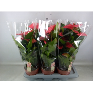 Anthurium andr. 'Melito'