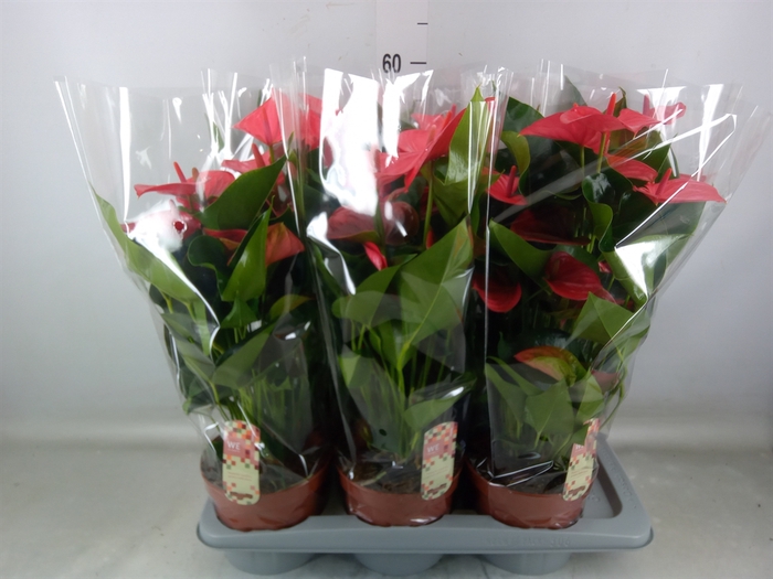 <h4>Anthurium andr. 'Melito'</h4>