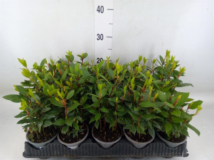 <h4>Laurus nobilis</h4>