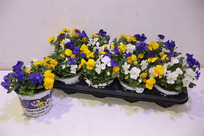 <h4>Vio Tricolor</h4>