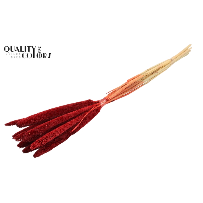 <h4>Babala on natural stem Red</h4>