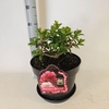 Hydrangea paniculata