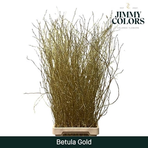 Betula paint gold