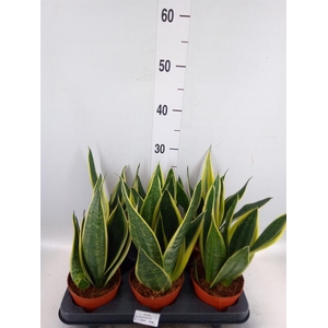 Sansevieria  'Star Canary'