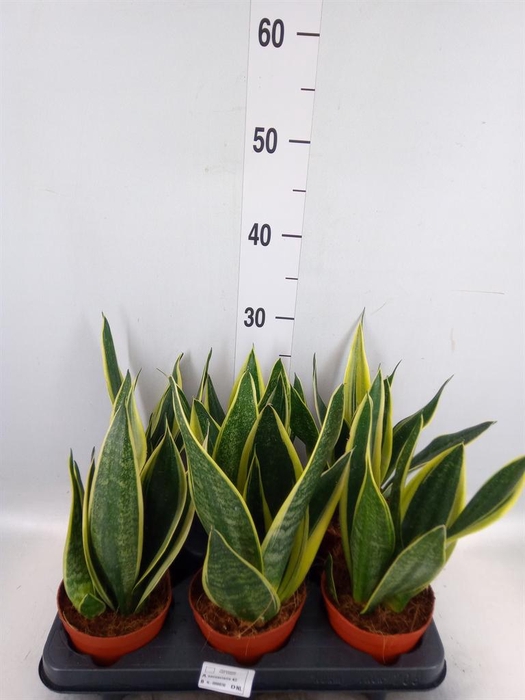 <h4>Sansevieria  'Star Canary'</h4>