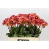 Dahlia Salmon Runner