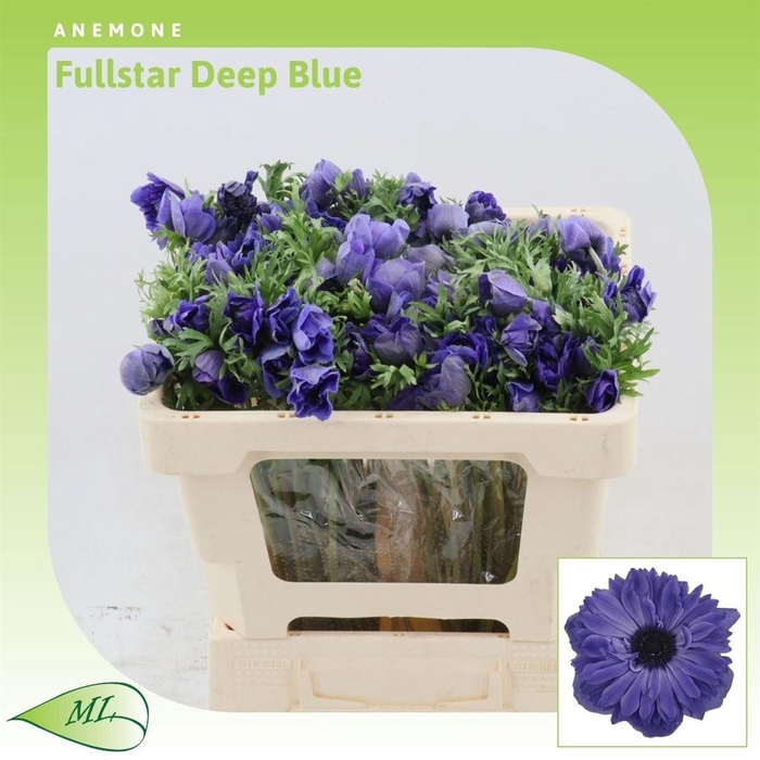 <h4>Anemone Fullstar Deep Blue</h4>