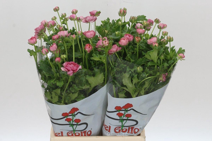 <h4>Ranunculus Butterfly Hera</h4>