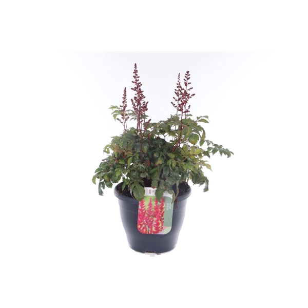 Astilbe arendsii Fanal