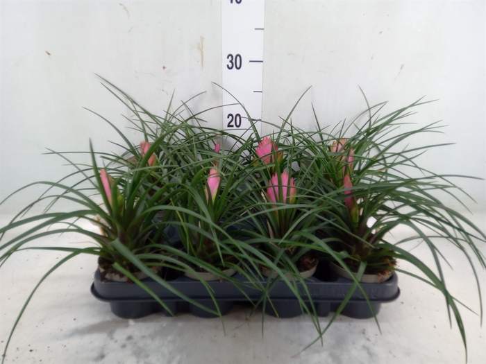 <h4>Tillandsia</h4>