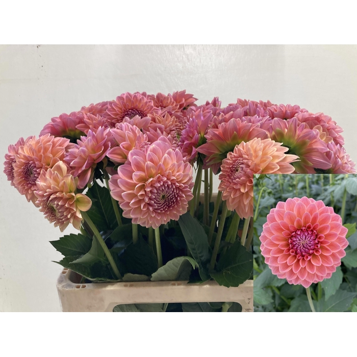 <h4>Dahl Lindas Baby</h4>
