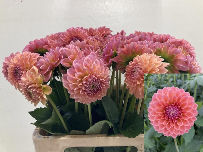 <h4>DAHL LINDAS BABY</h4>