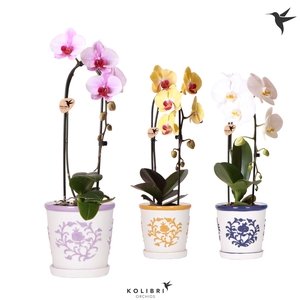 Kolibri Orchids Cascade Niagara Fall mix 1 spike in Malaga pot mix