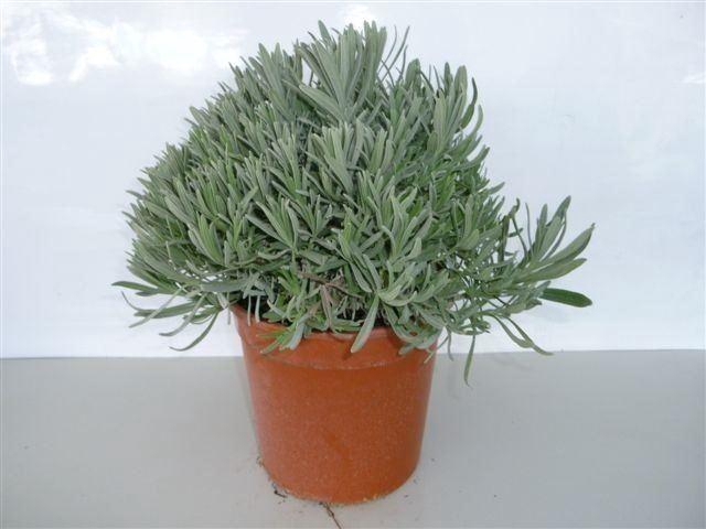 <h4>Lavandula angus.</h4>