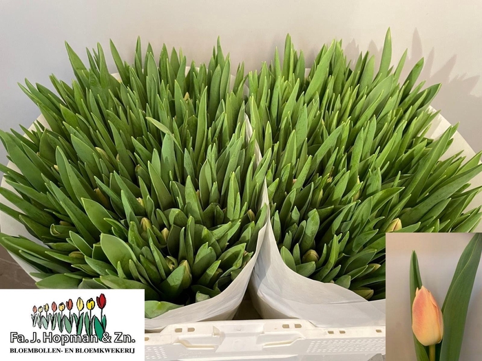 <h4>TU EN CHICA DURA</h4>