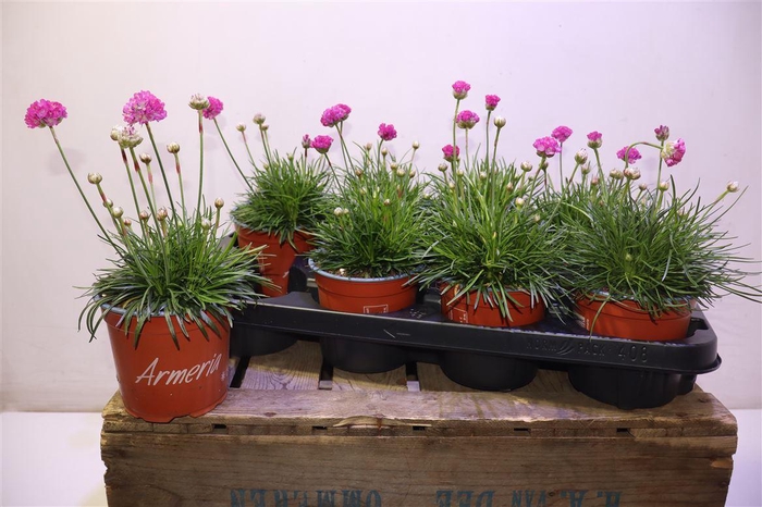 <h4>Arme Mar Rosea</h4>